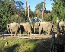 Dierenpark A'foort 10