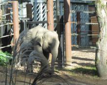 Dierenpark A'foort 12