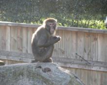 Dierenpark A'foort 16