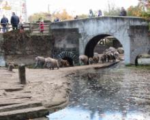 Dierenpark A'foort 19