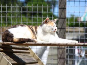 Open dag Stichting 'De Zwerfkat'